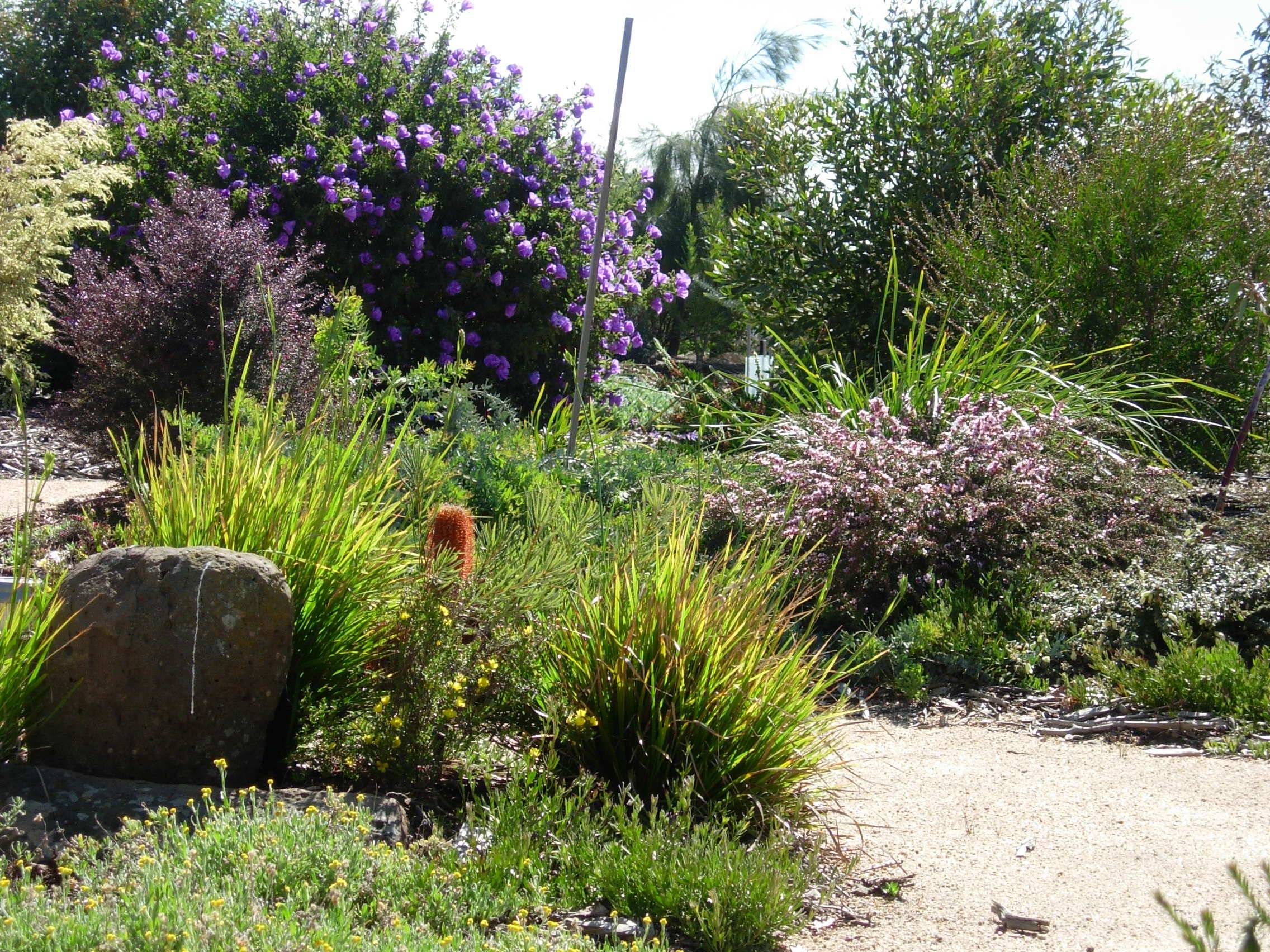 California Native Garden