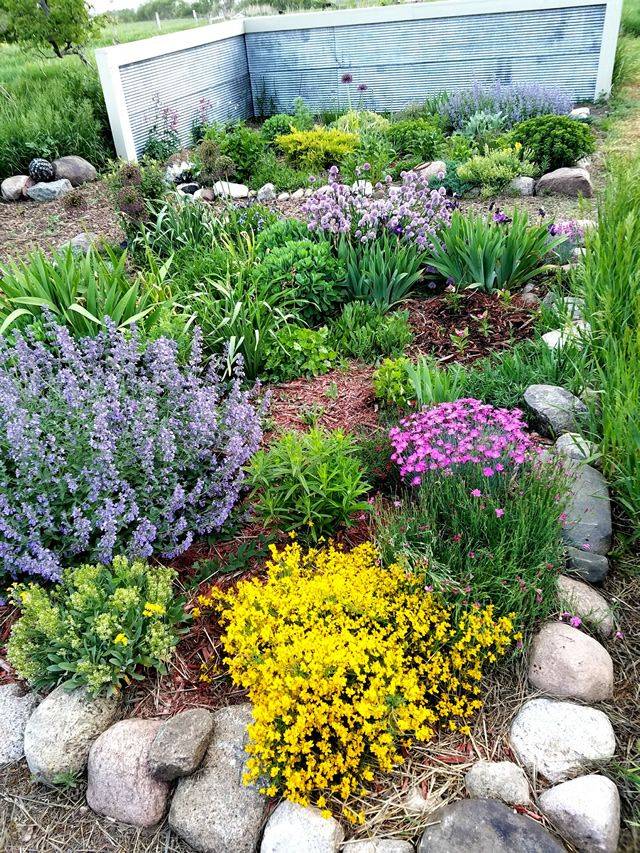 Drought Tolerant Lawn Substitutes