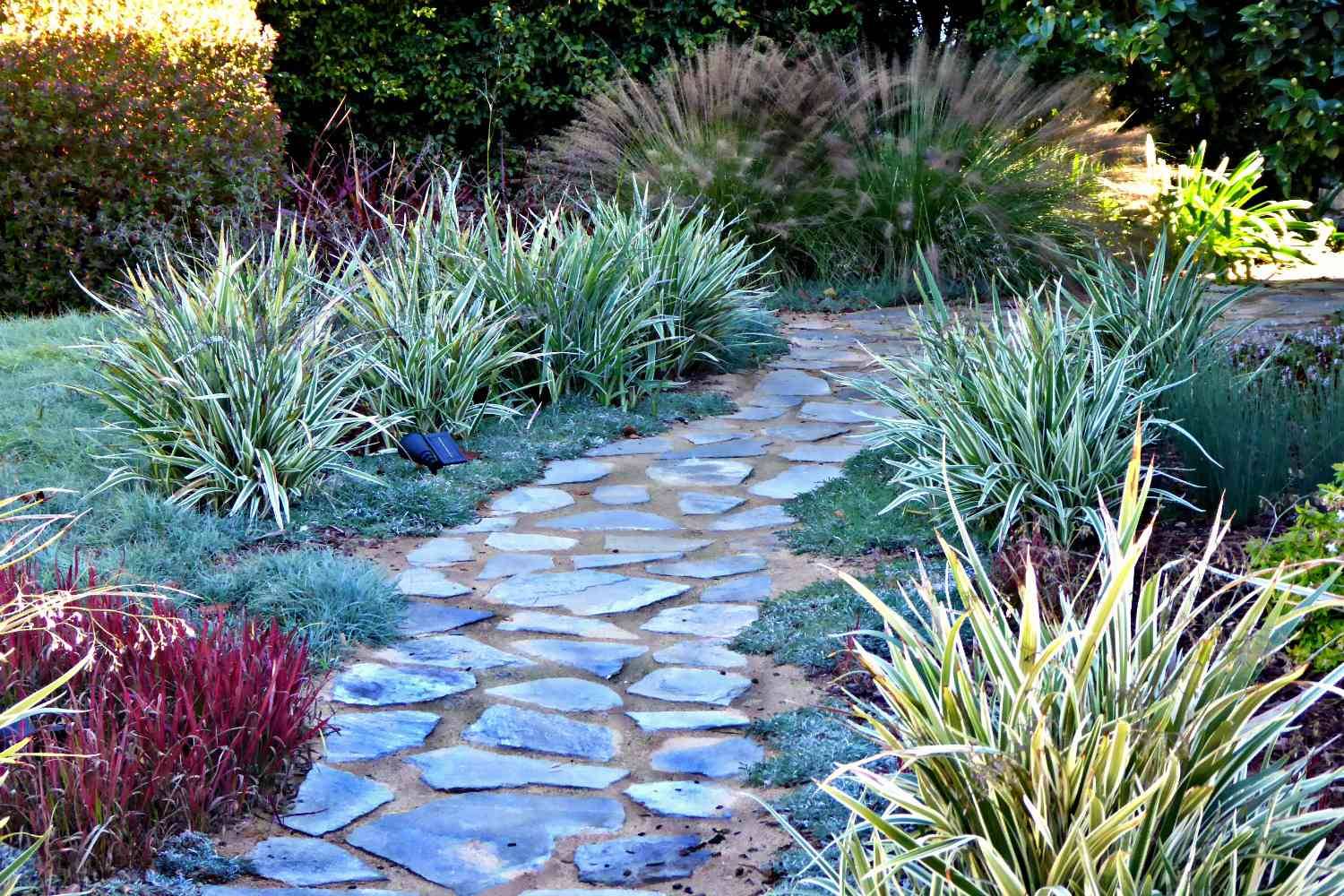 Bear Trap Garden Finegardening Drought Tolerant Landscape