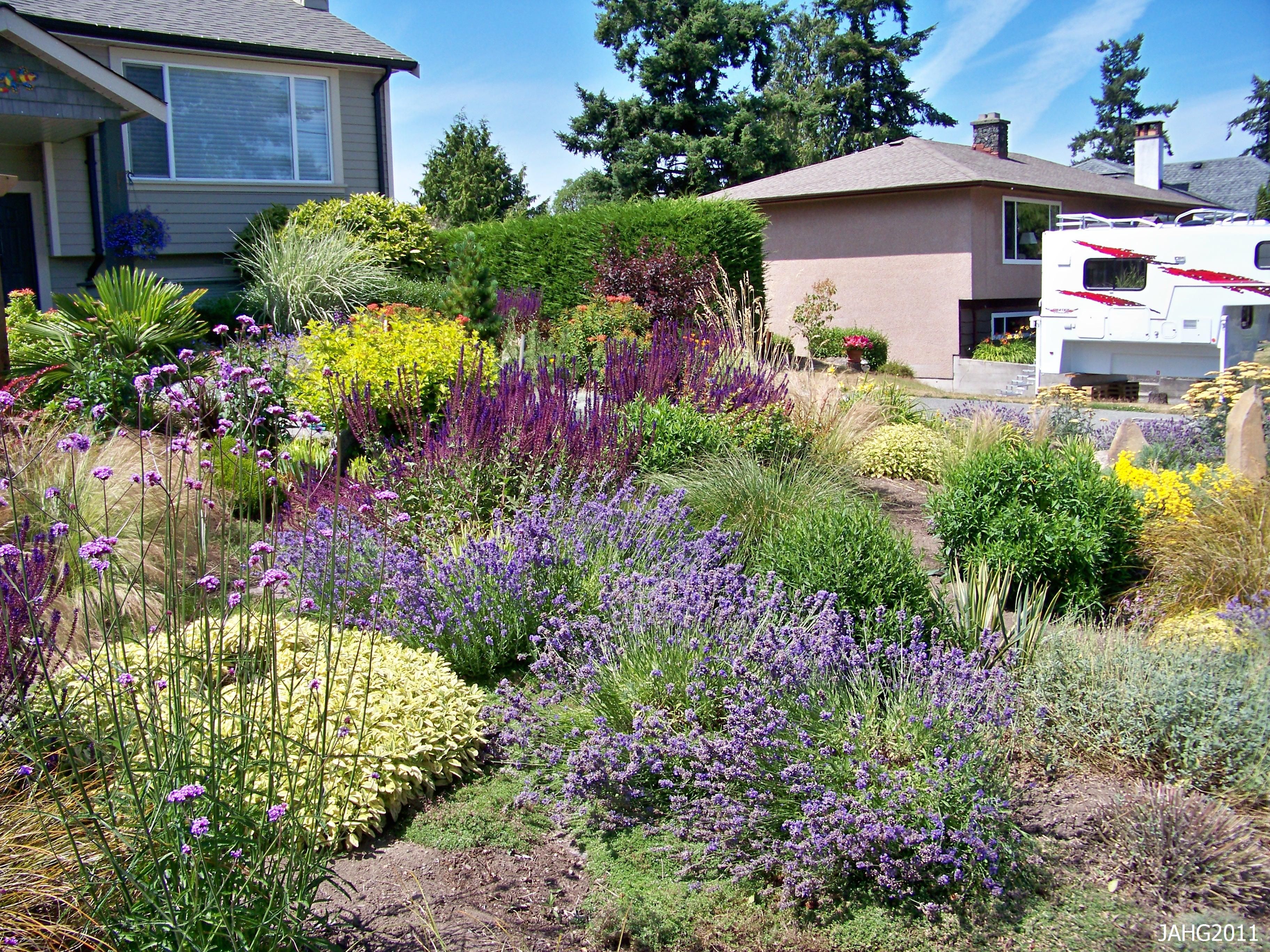 Long Beach Drought Tolerant Landscape Mediterranean Landscape