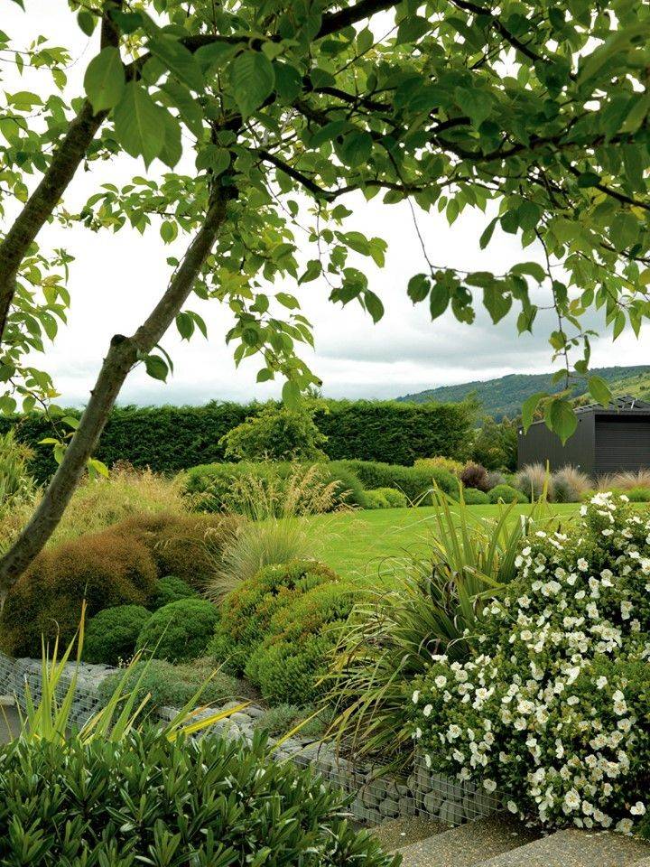 New Zealand Native Plants