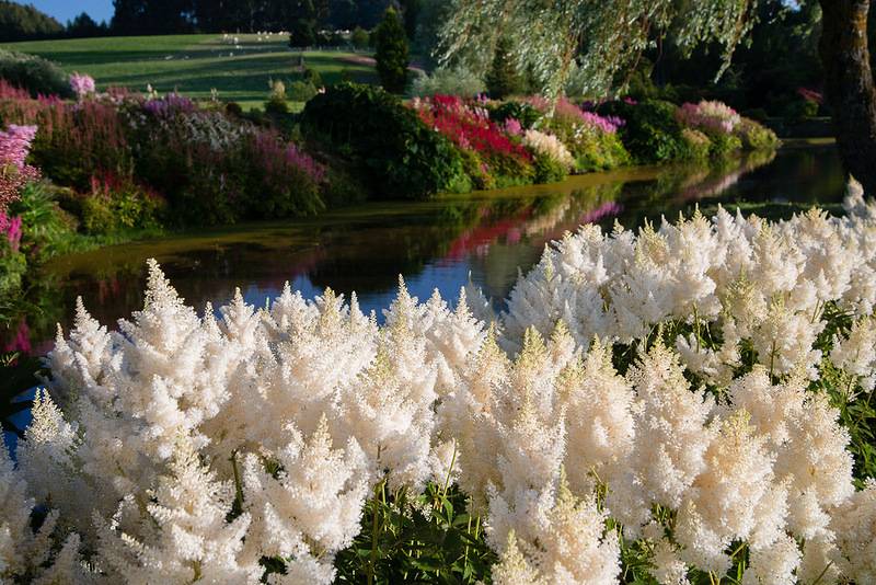 A Beautiful Garden Bunnings New Zealand