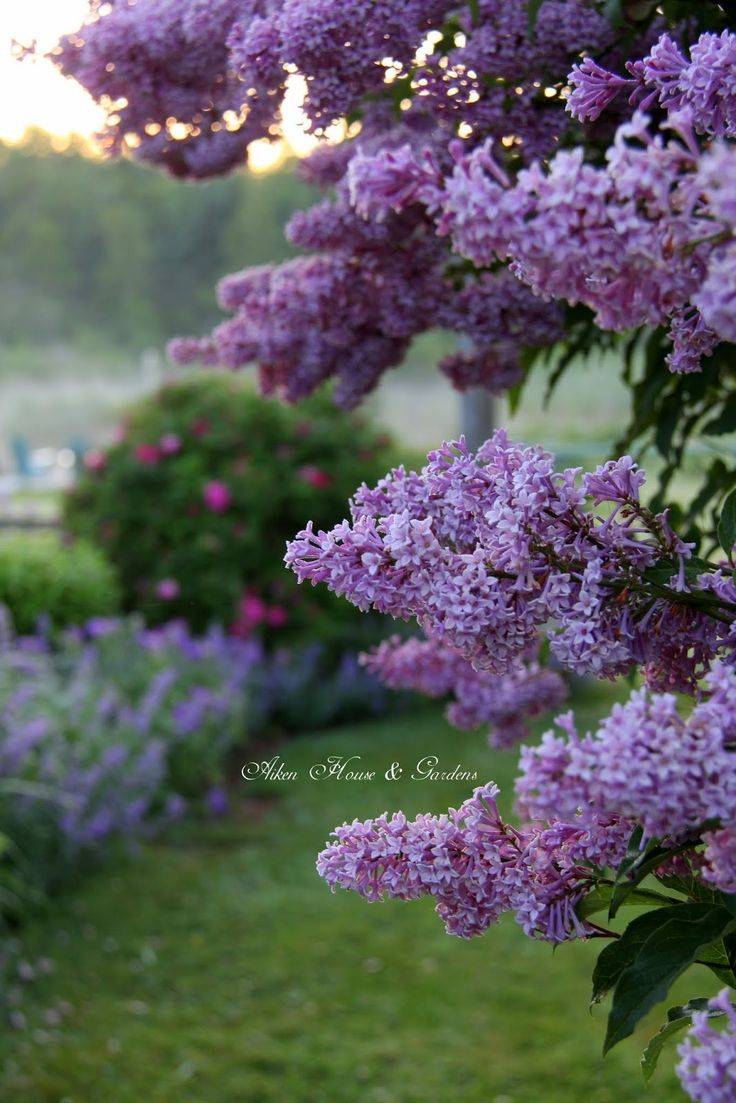 Lilac Flowers