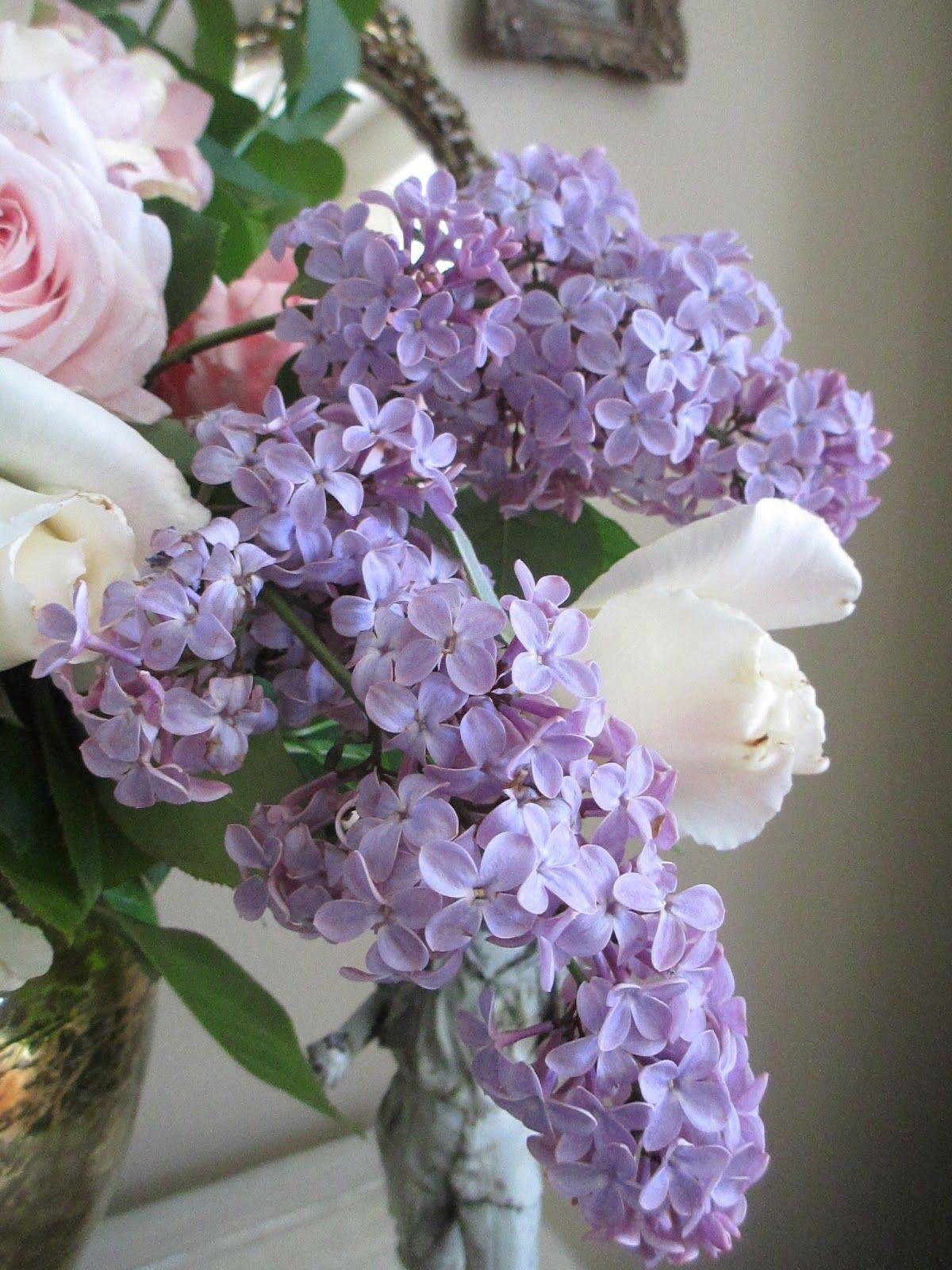 Old Fashion Lilac