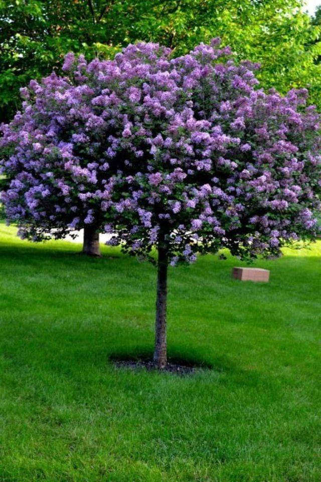 Lilac Gardening
