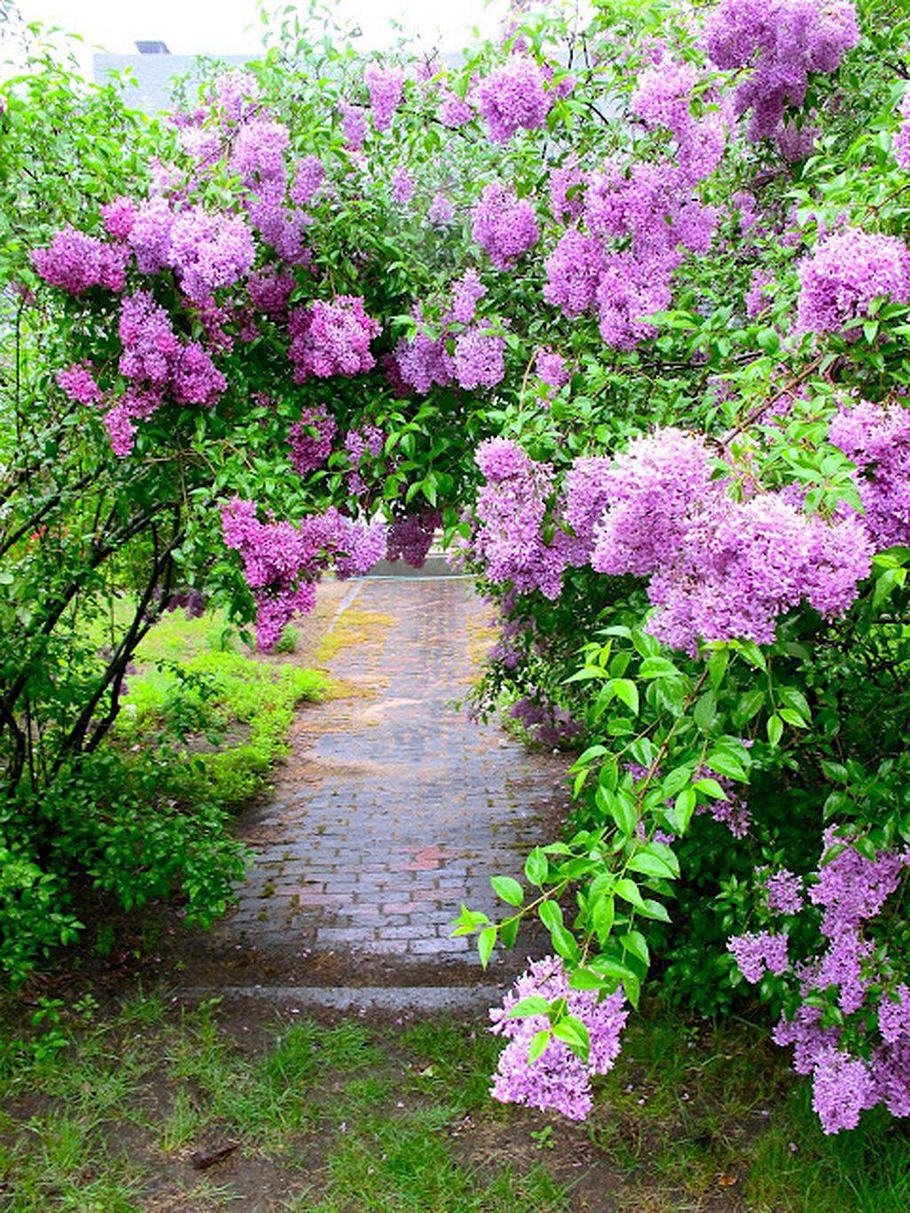 Stunning Purple Lilacs Garden Ideas Gardenmagzcom