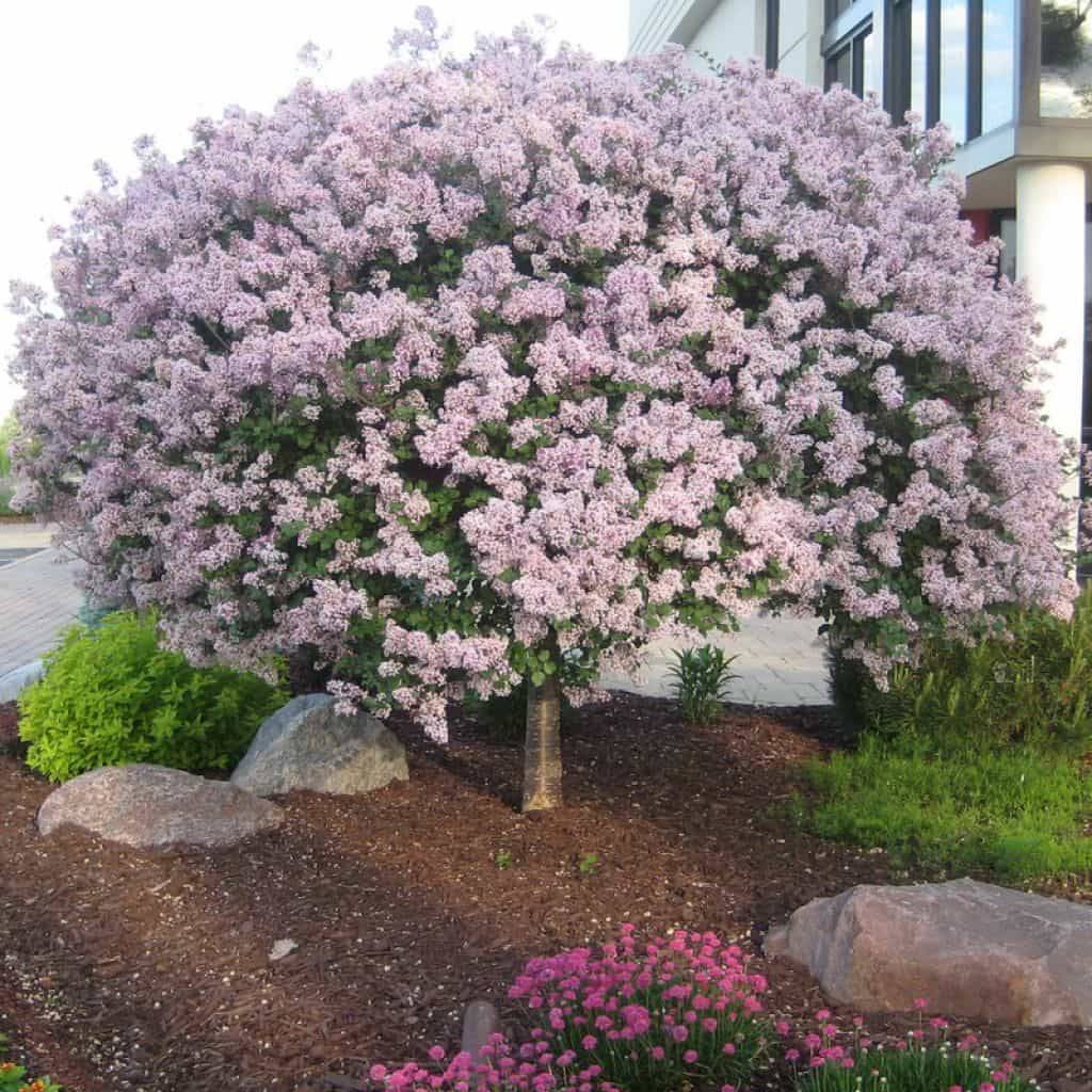 Stunning Purple Lilacs Garden Ideas