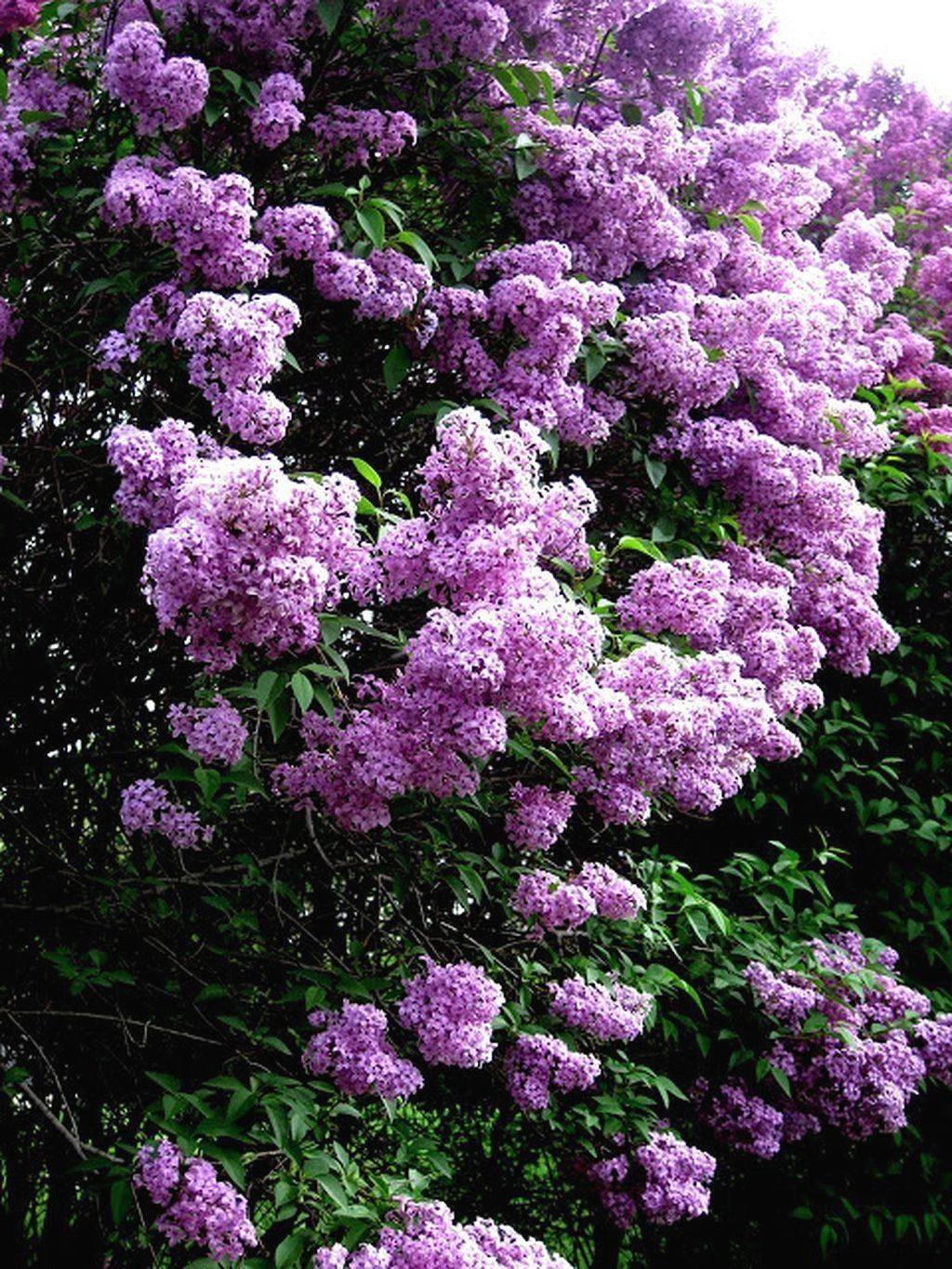 Stunning Purple Lilacs Garden Ideas