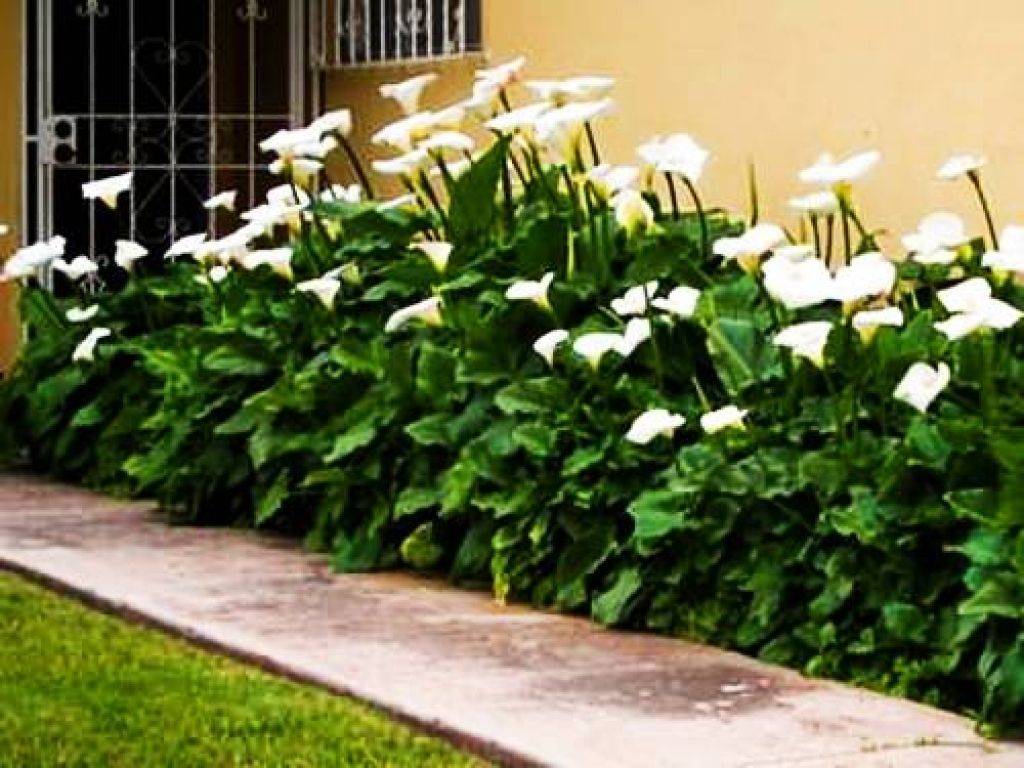 23 Lily Garden Ideas For This Year SharonSable