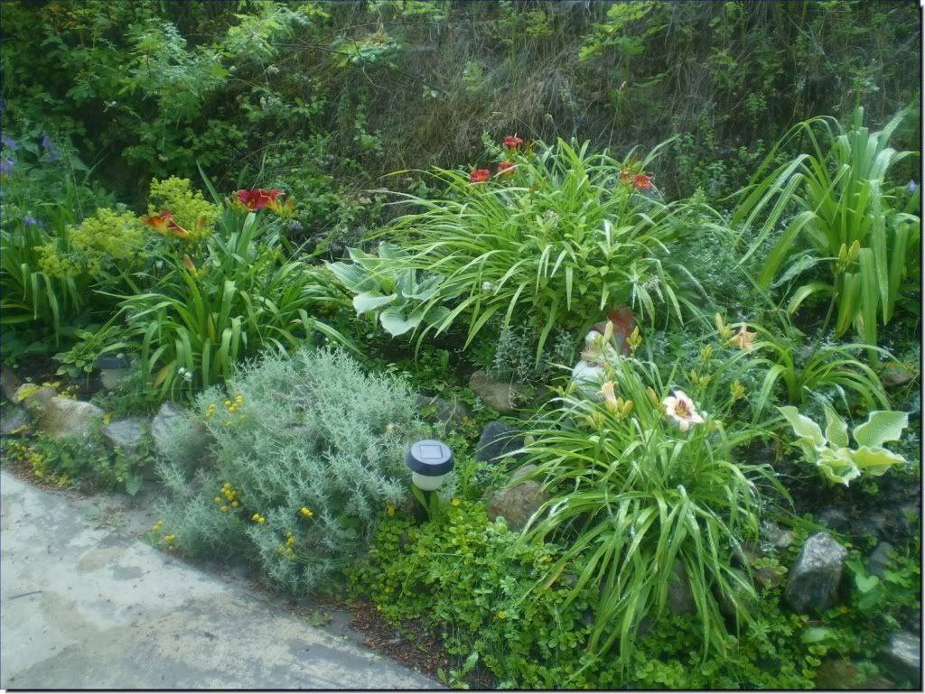 23 Lily Garden Ideas For This Year SharonSable