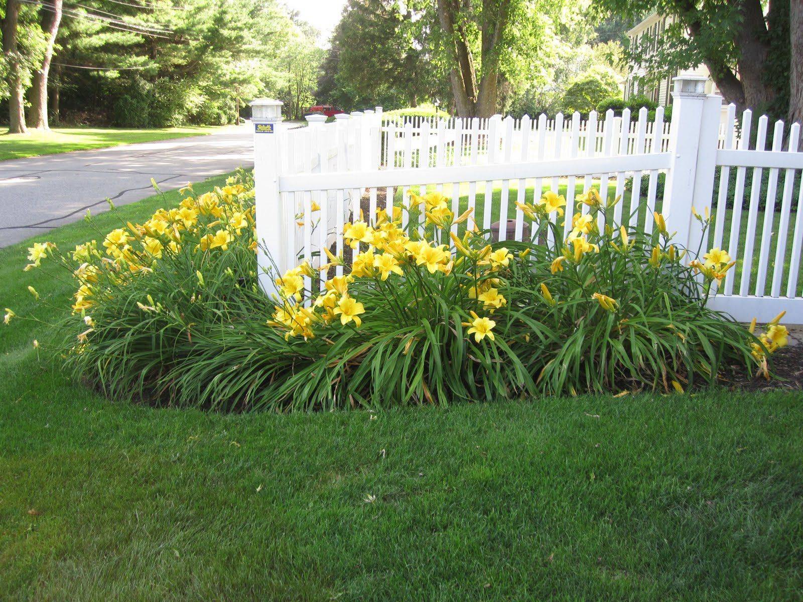 23 Lily Garden Ideas For This Year SharonSable