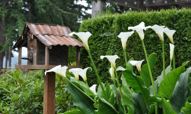 Beautiful Flowering Plants