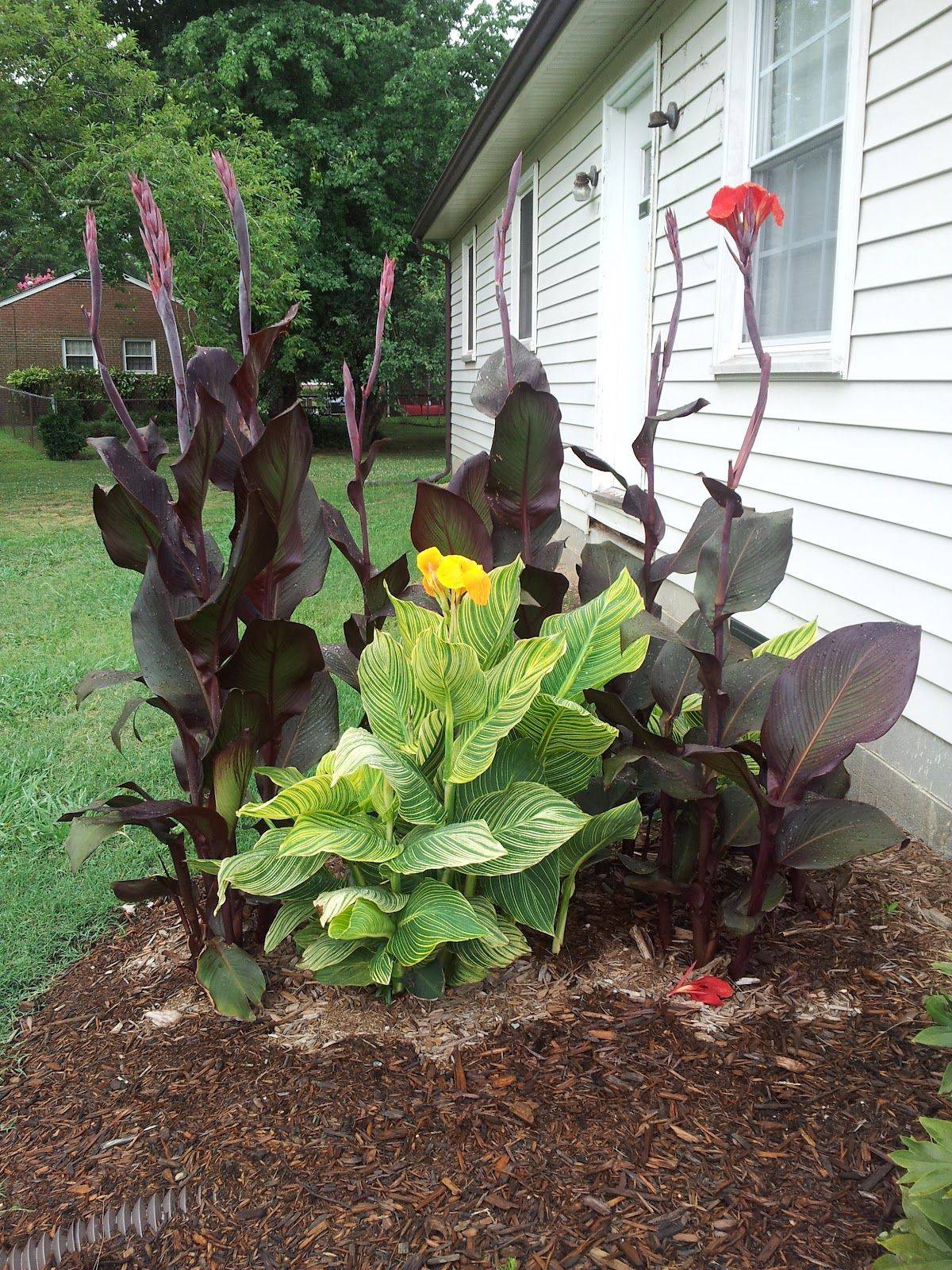 The Water Lily Pond Garden