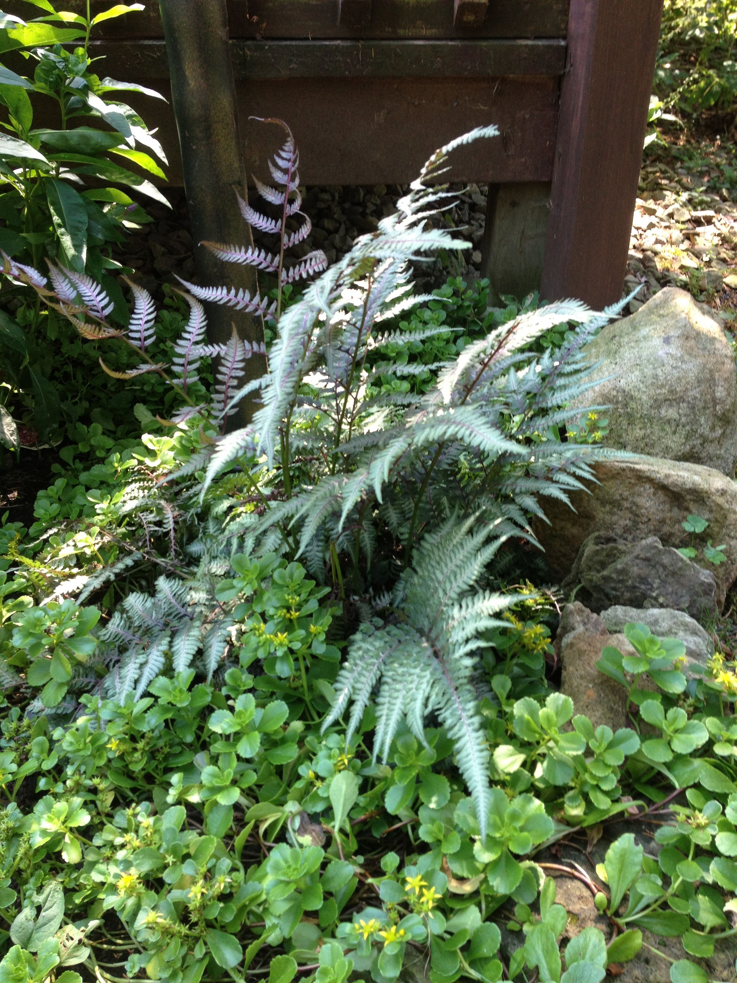 Japanese Painted Ferns