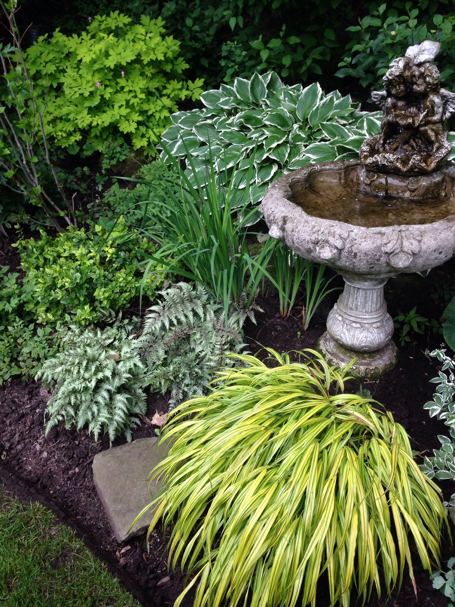 My Gardens Japanese Fern