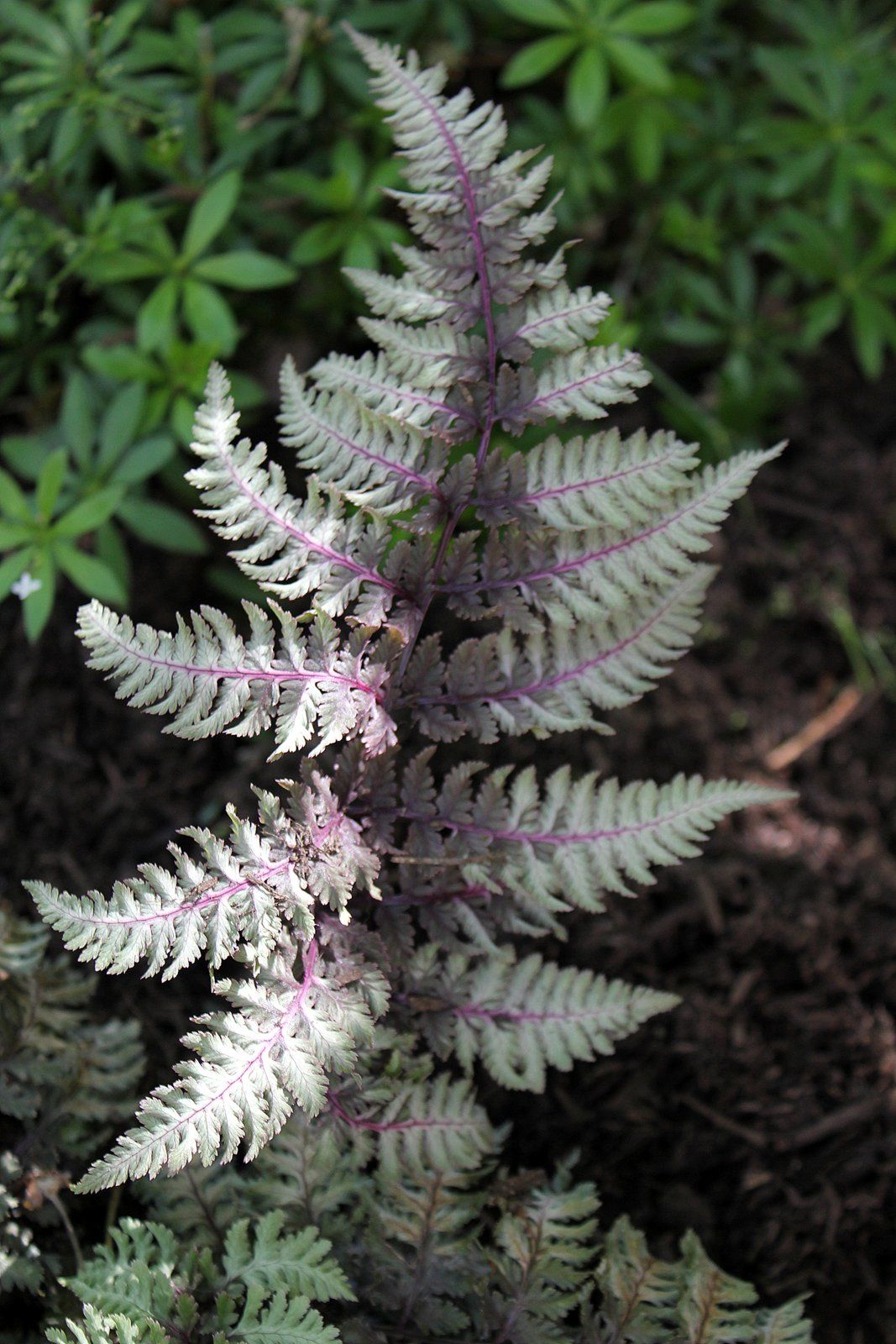 Japanese Painted Fern Garden Express