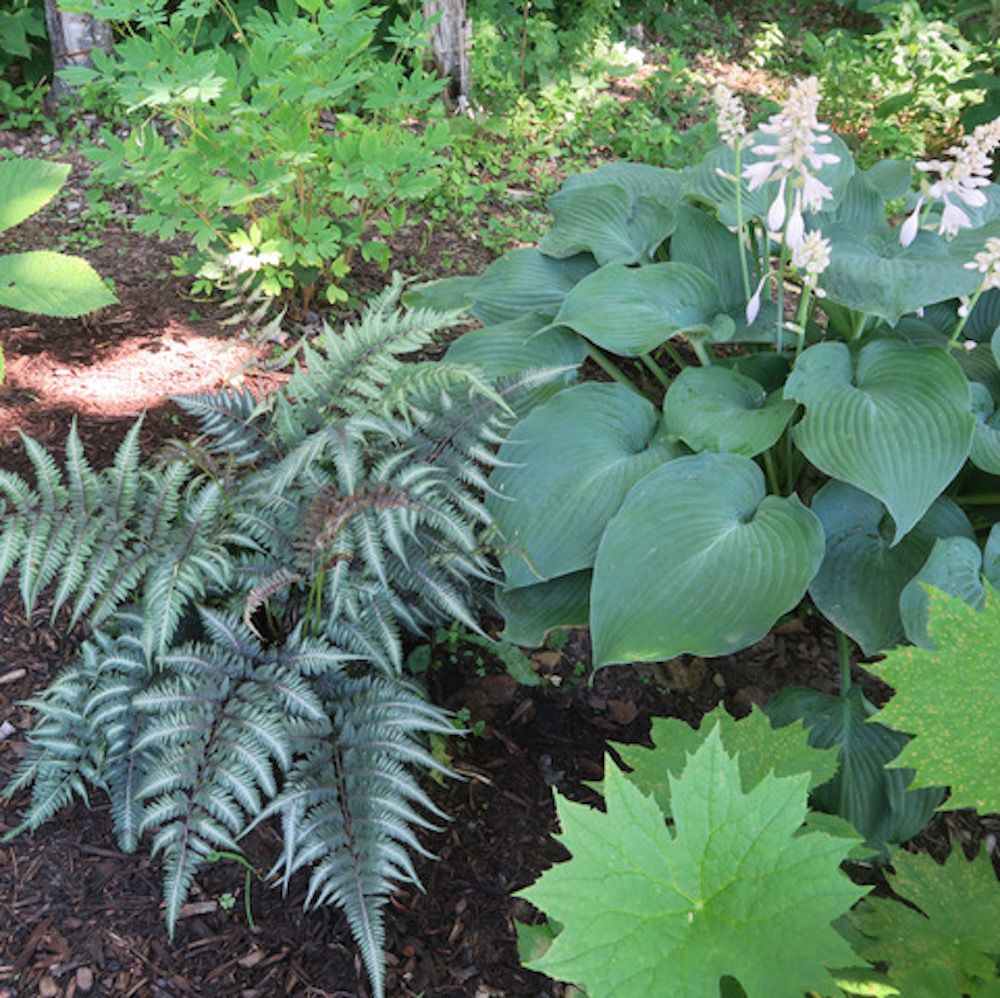The Left And Japanese Forest Grass Beni Kaze