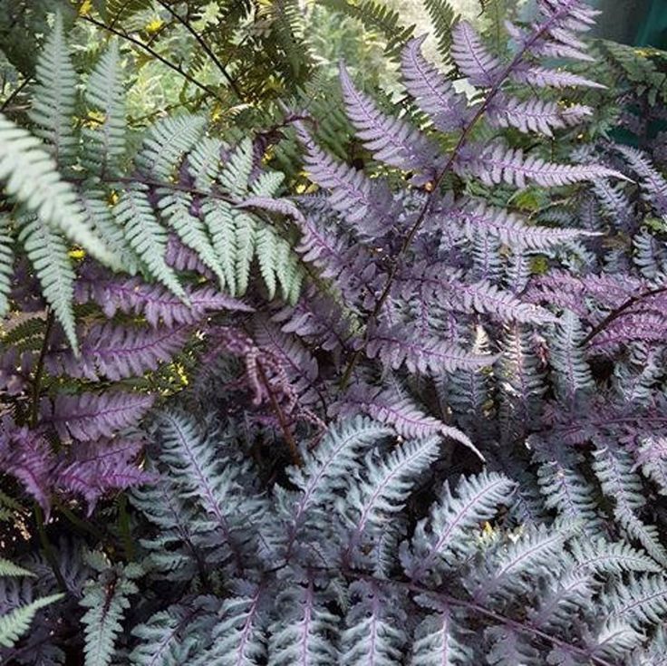 Japanese Painted Fern Picslearning