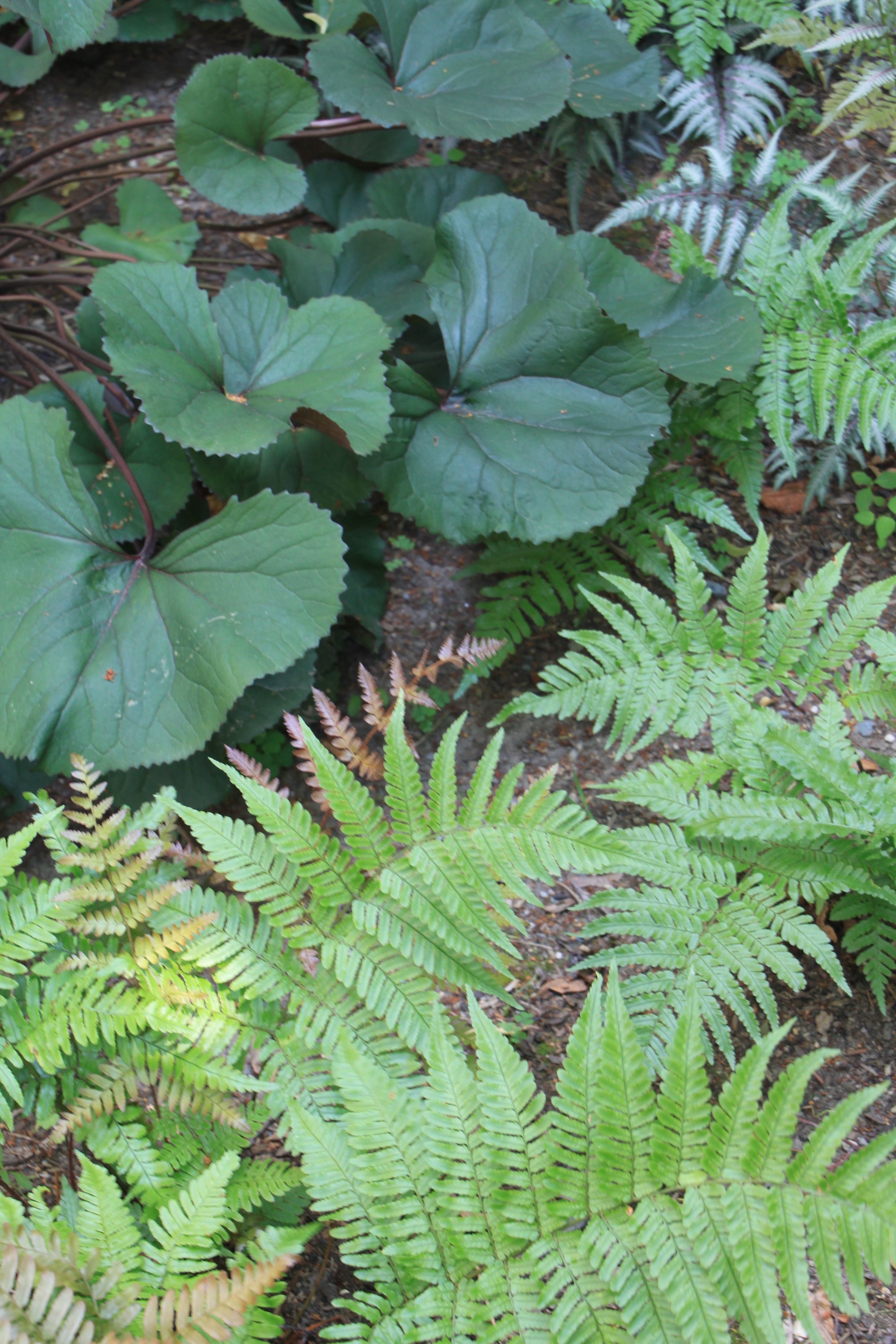 Japanese Painted Fern