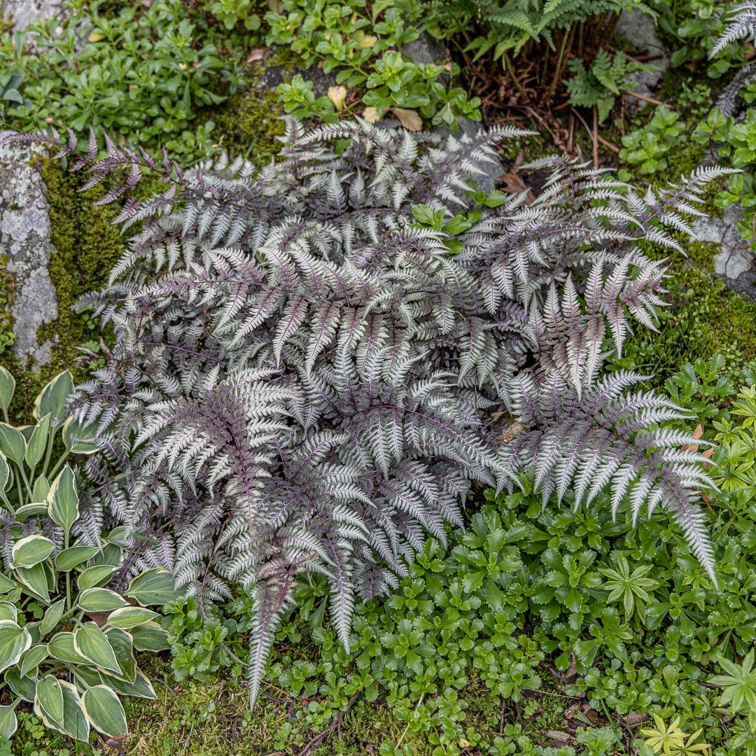 Japanese Painted Fern