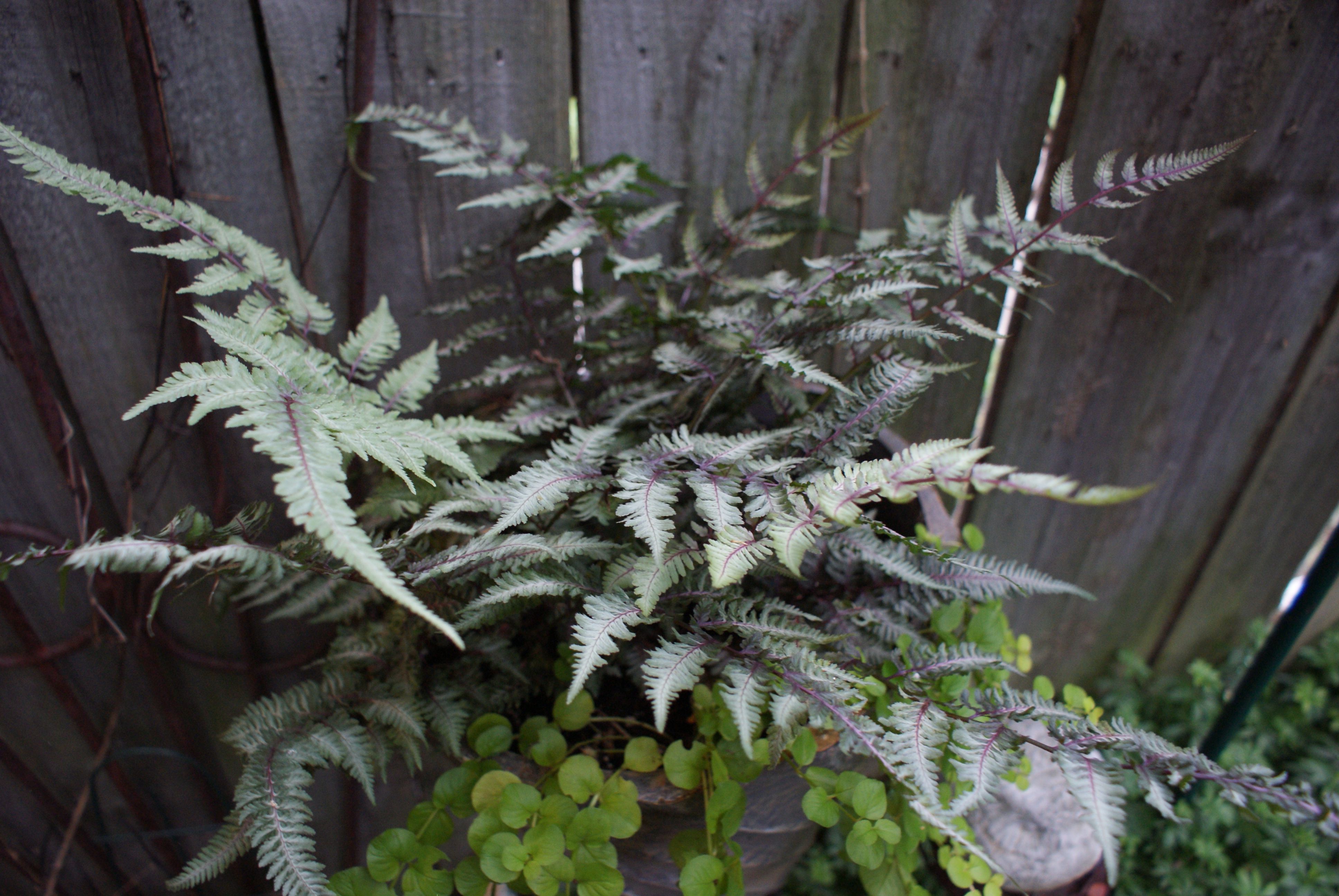 Japanese Painted Fern