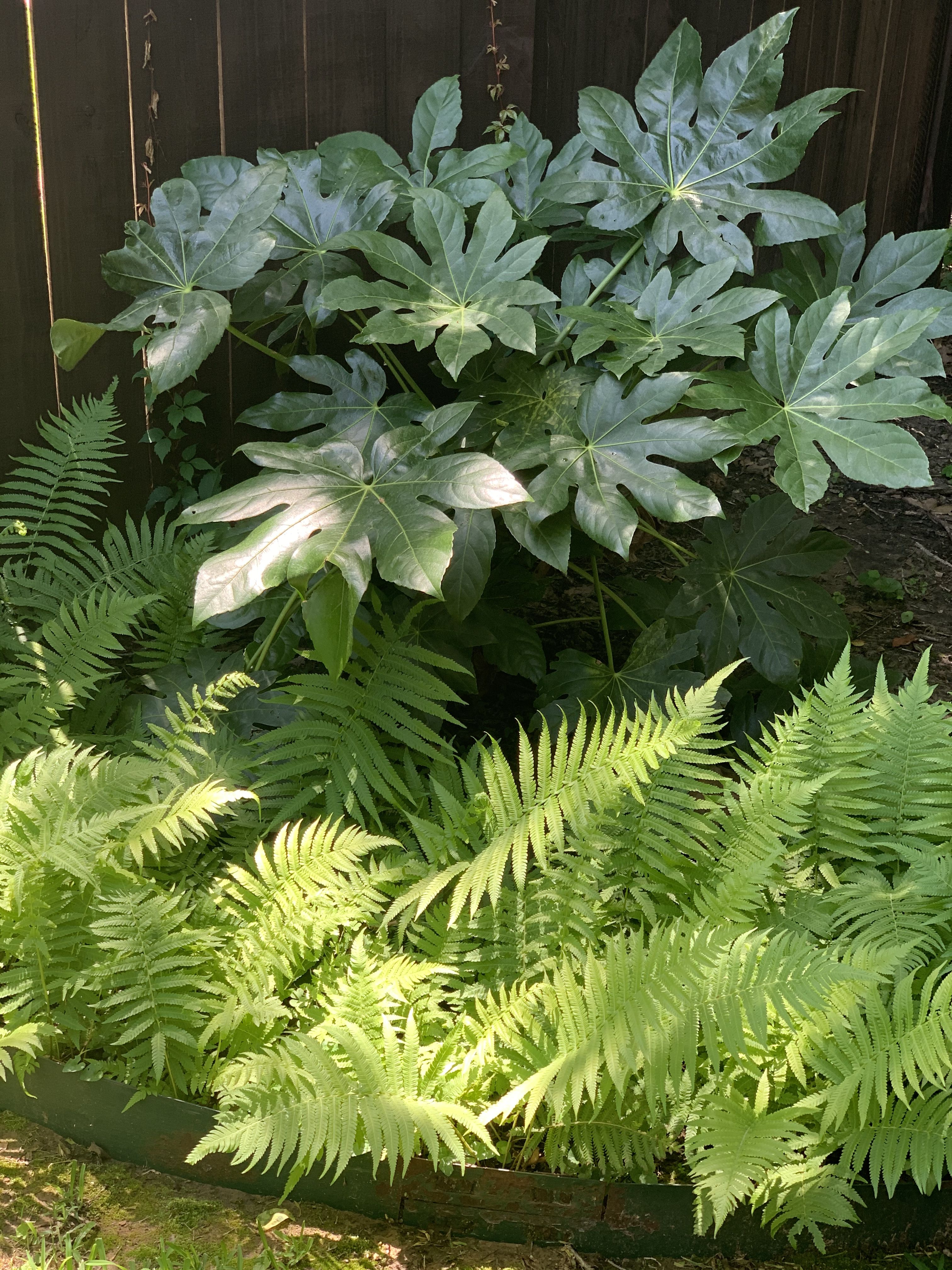 Polystichum Polyblepharum Japanese Tassel Fern