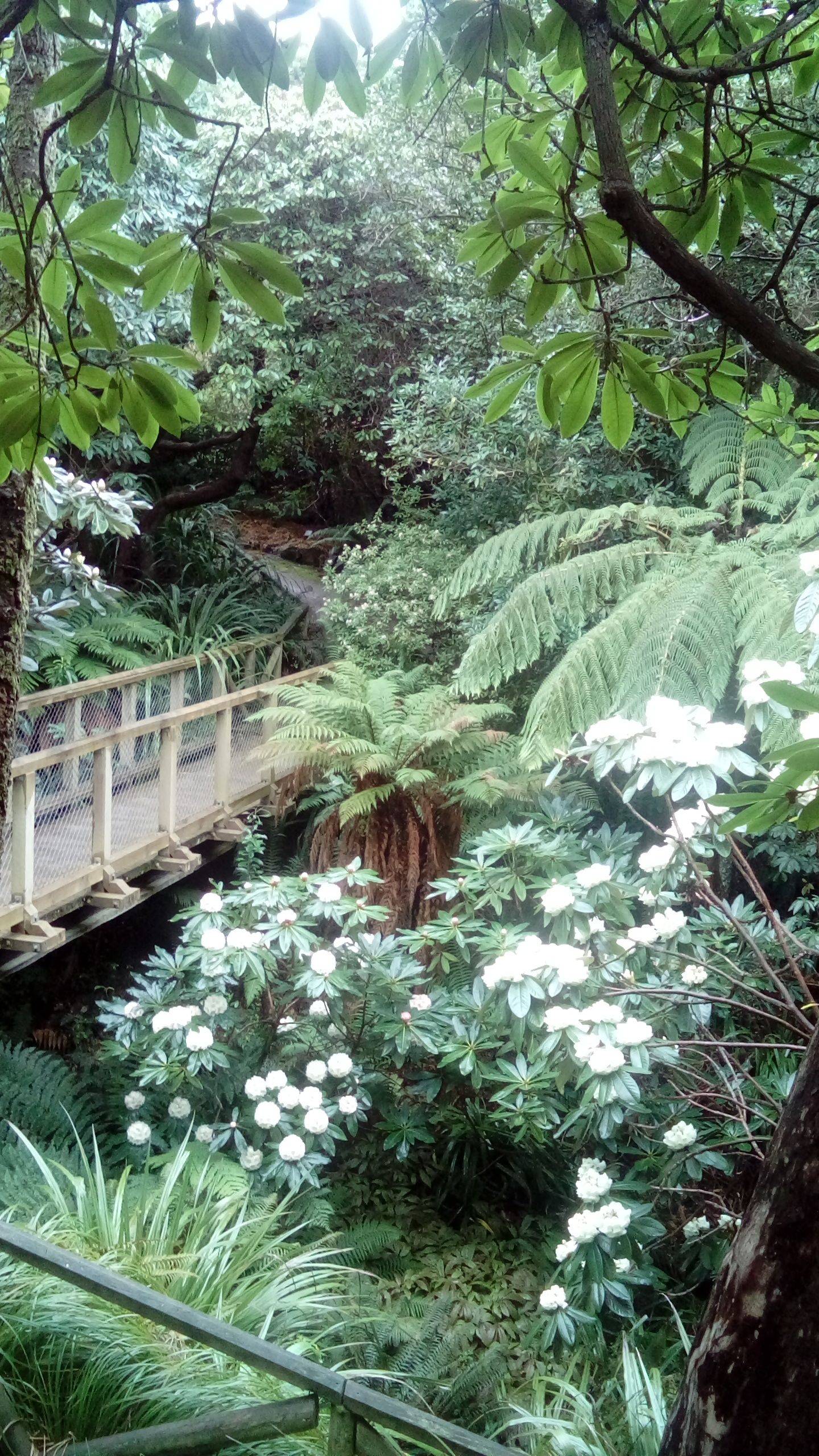 The New Zealand Collection Botanical Gardens