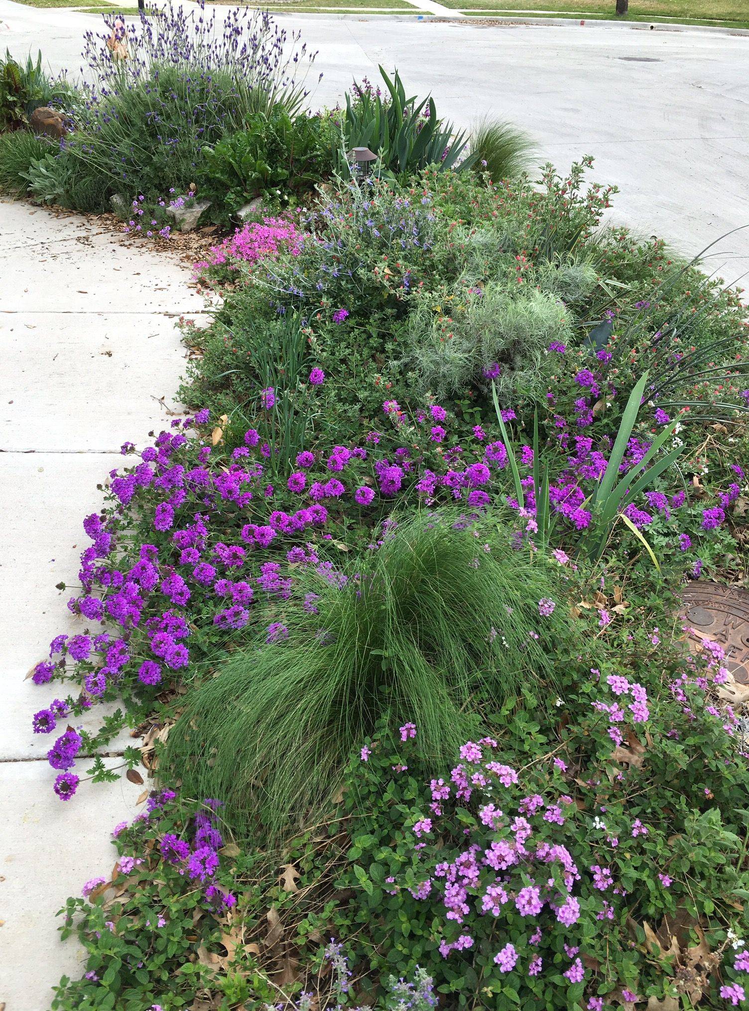 Purple Perennial Garden