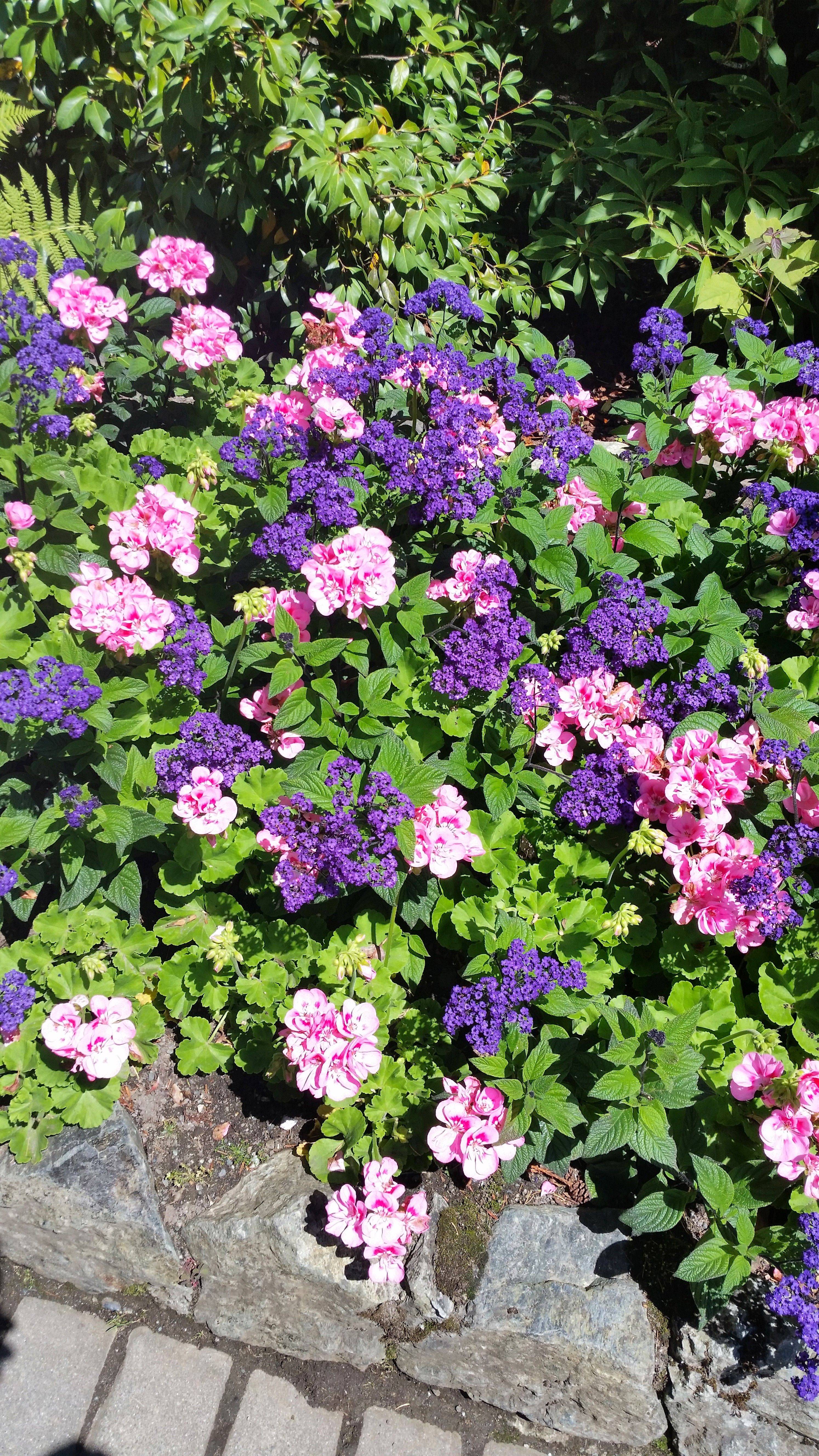 Lush Beautiful Flower Garden