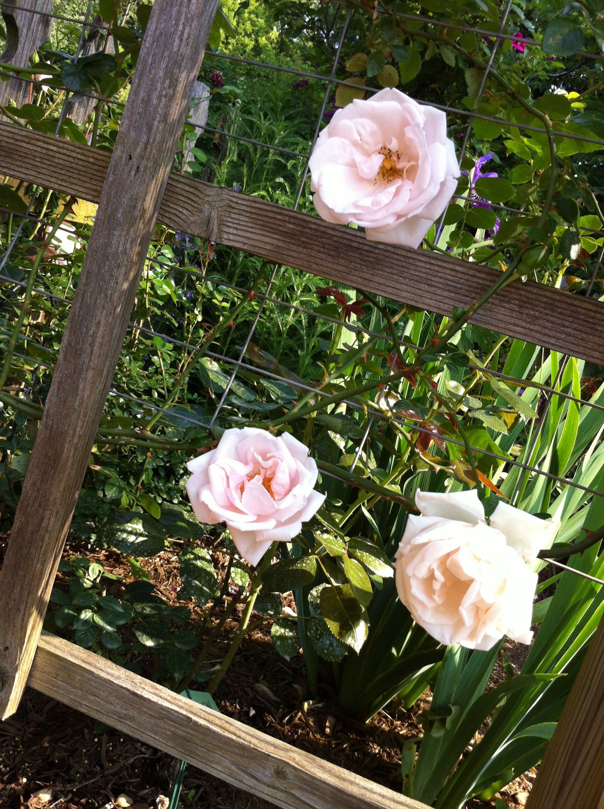 Httpwwwlandscapeaestheticscomdataimageslowmaintenanceshrub