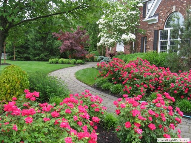 My New Hydrangea Bed