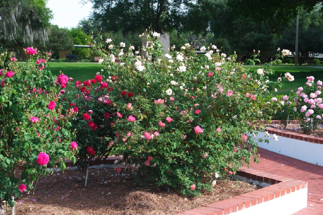 New Rose Beds