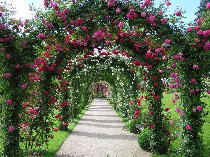 Rose Garden Path The Kelleher Rose Garden