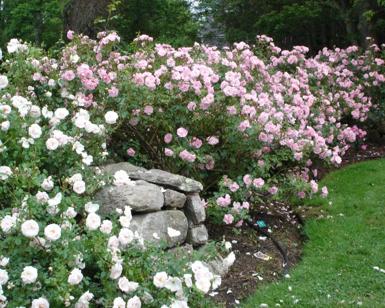 Auckland New Zealand