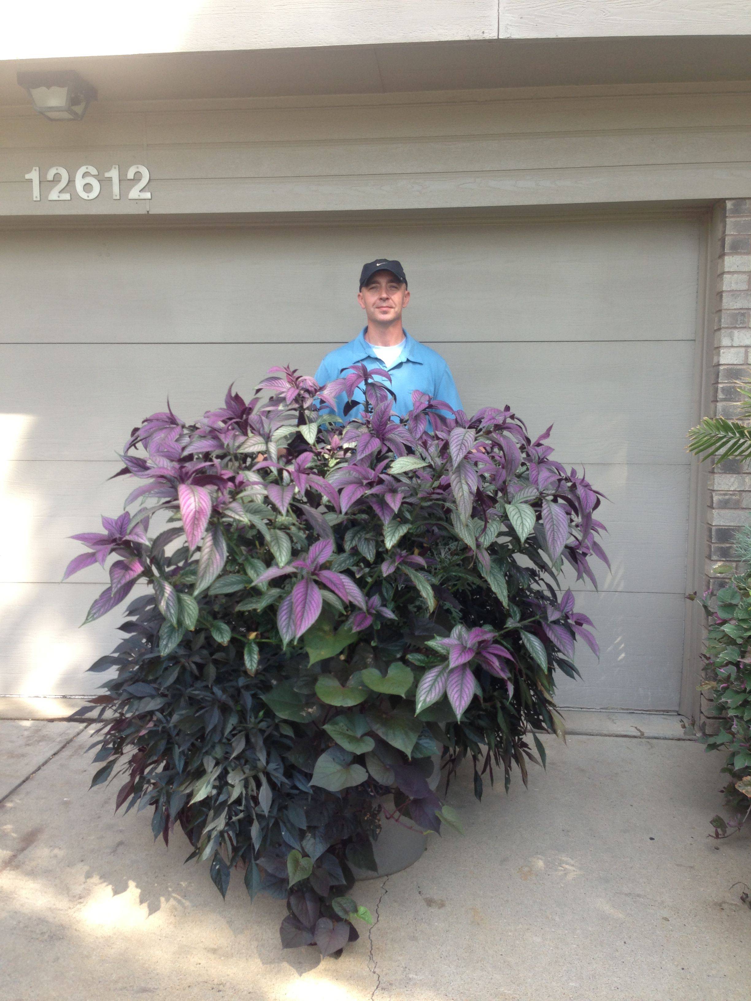 Colorful Container Garden