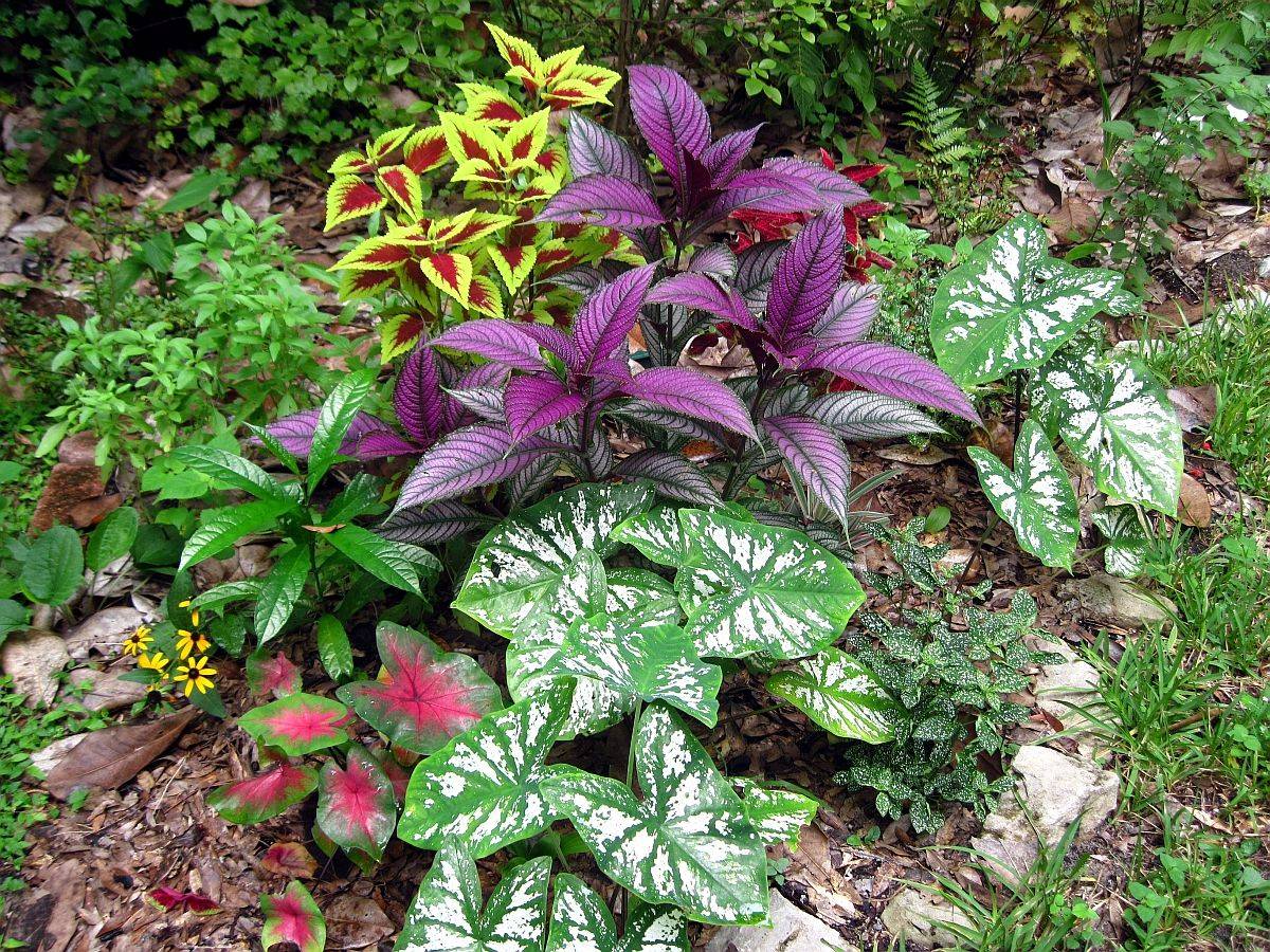 Garden Containers