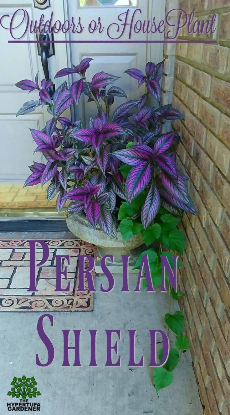 Alyssum Container Gardening