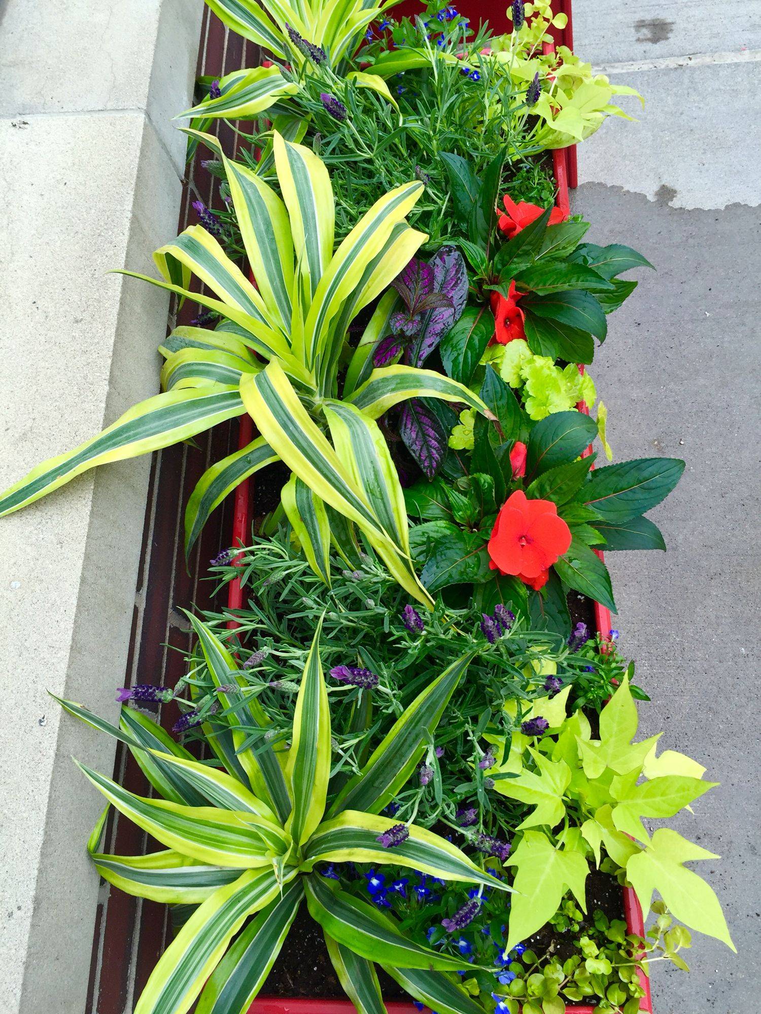 Partial Shade Planter