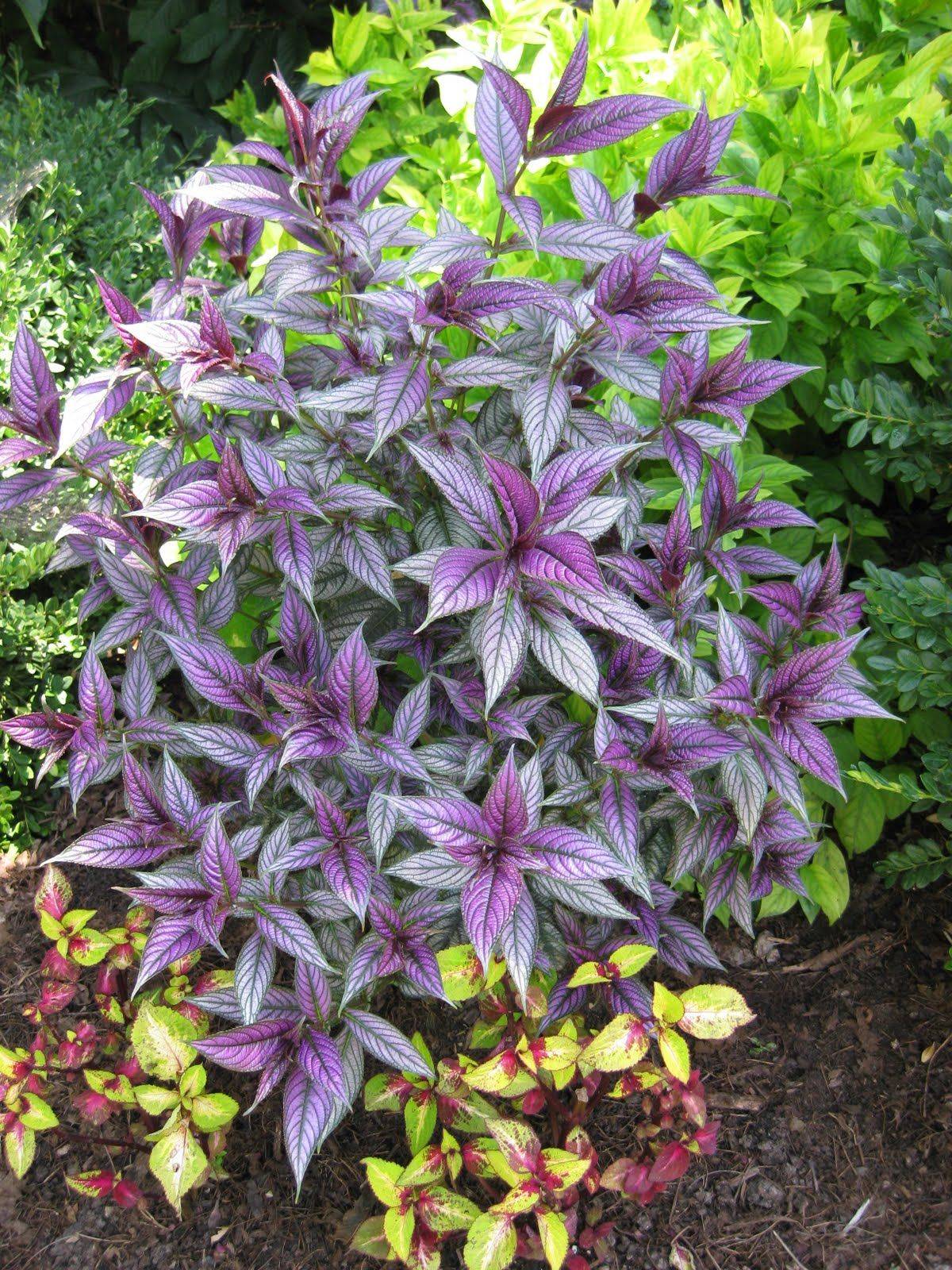 Persian Shield