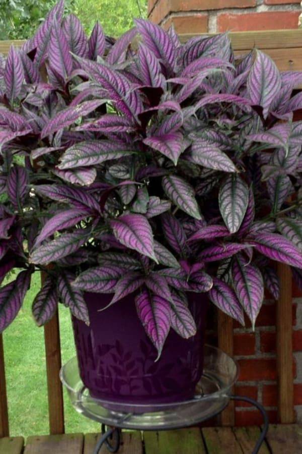 Persian Shield