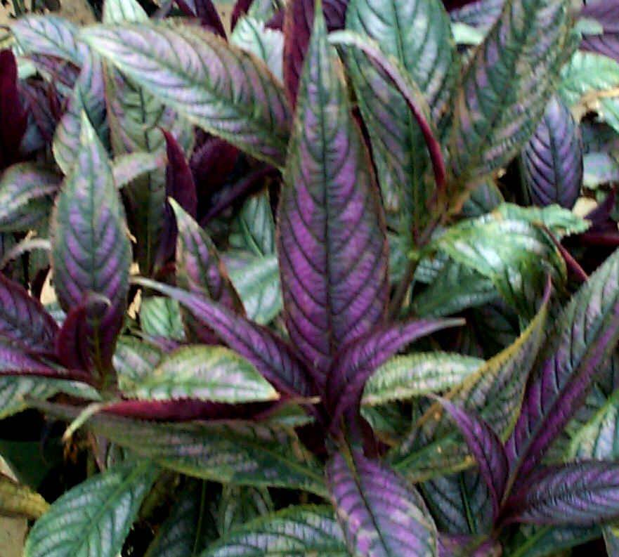 That Pretty Purple Plant