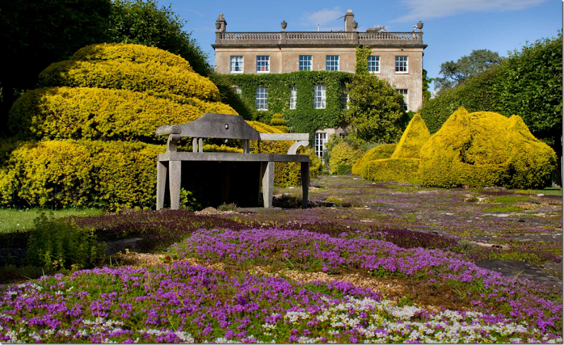 Taxus Baccata Semperaurea