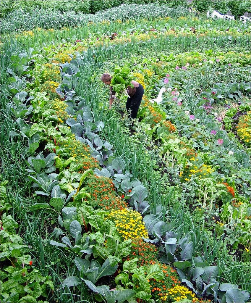 A Very Organized And Beautiful Vegetable Garden