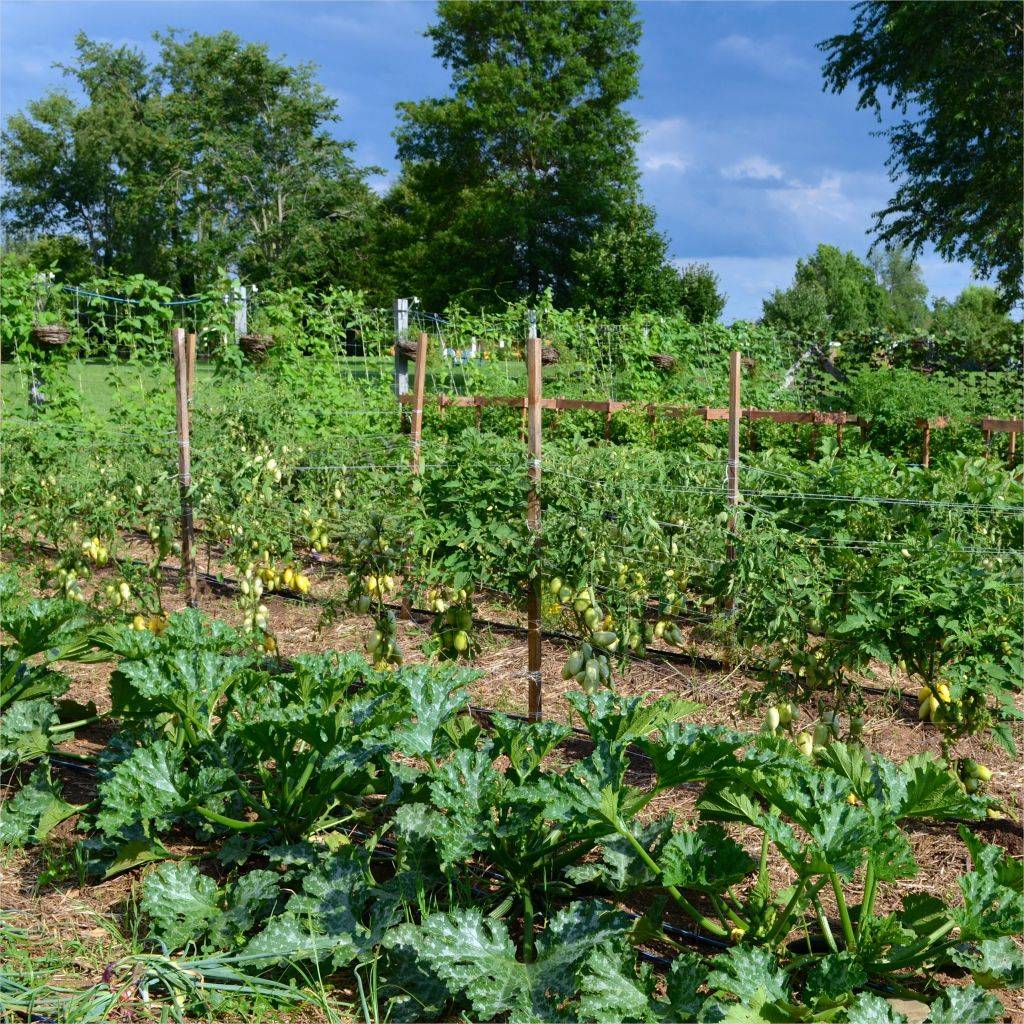 Best Vegetable Garden Design Ideas