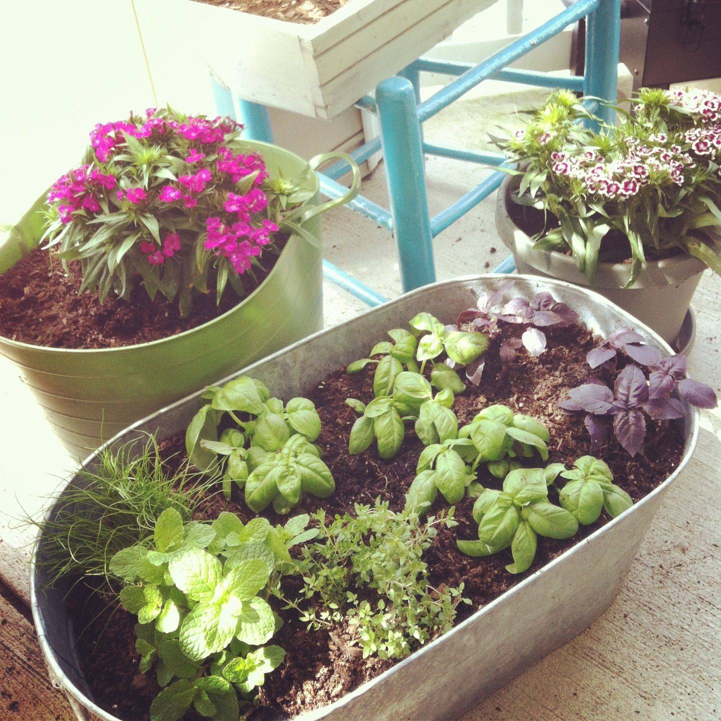 21 Container Herb Garden Layout Ideas You Gonna Love SharonSable