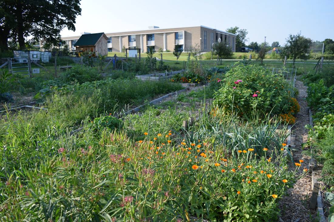 Really Useful Allotment Ideas