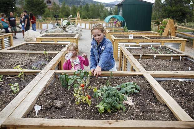 About Garden Renovations Nursery