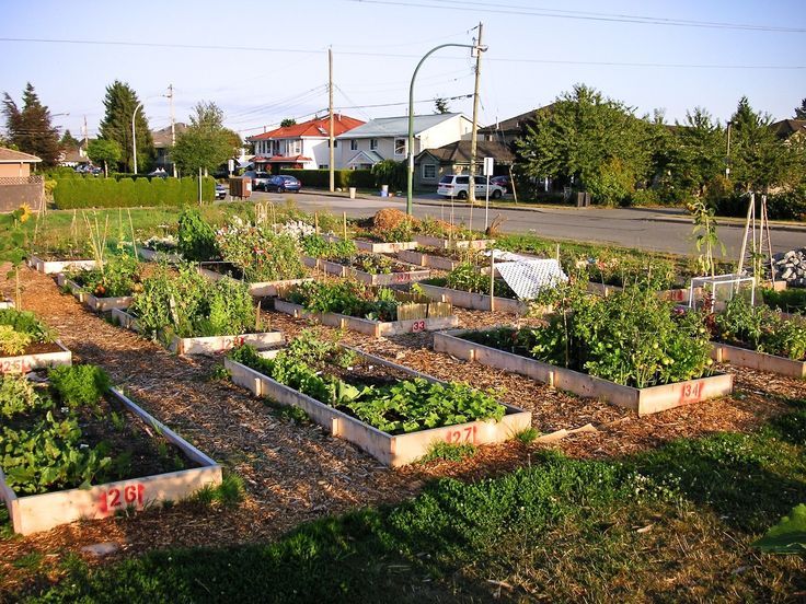 Top Community Garden Ideas