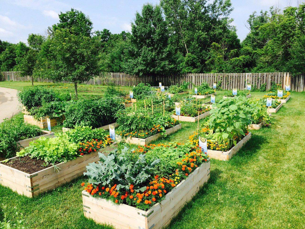 A Community Garden Urban Garden