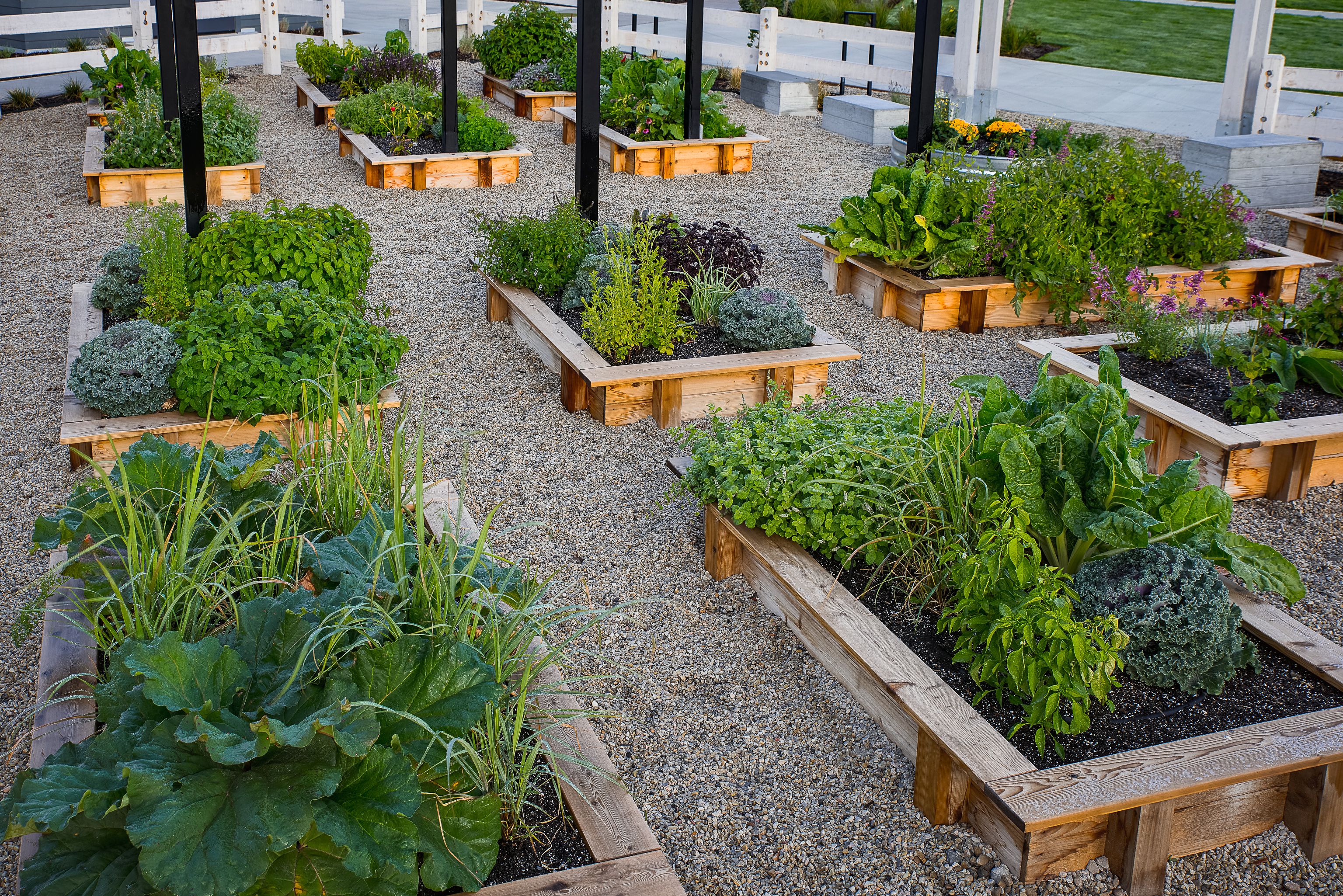 Community Garden Urban Garden Design